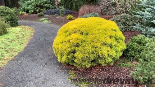 Borovica Mugo Wintergold, výška 15/25 cm, v črepníku 3l Pinus mugo Wintergold