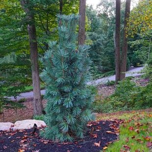 Borovica ohybná Vanderwolf‘s pyramid 30/40 cm v črepníku 3l Pinus flexilis ‘Vanderwolf‘s Pyramid‘