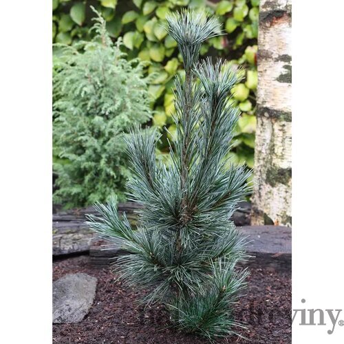 Borovica ohybná Vanderwolf‘s pyramid 30/40 cm v črepníku 3l Pinus flexilis ‘Vanderwolf‘s Pyramid‘
