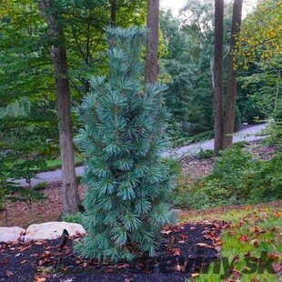 Borovica ohybná Vanderwolf‘s pyramid 30/40 cm v črepníku 3l Pinus flexilis ‘Vanderwolf‘s Pyramid‘