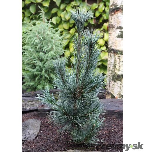 Borovica ohybná Vanderwolf‘s pyramid 30/40 cm v črepníku 3l Pinus flexilis ‘Vanderwolf‘s Pyramid‘