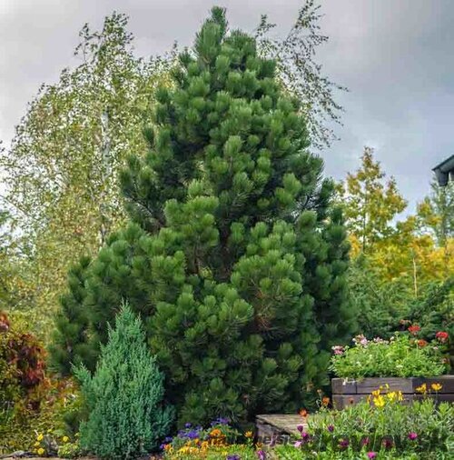 Borovica pancierová Compact Gem, 20/40 cm, v črepníku Pinus heldreichii Compact Gem