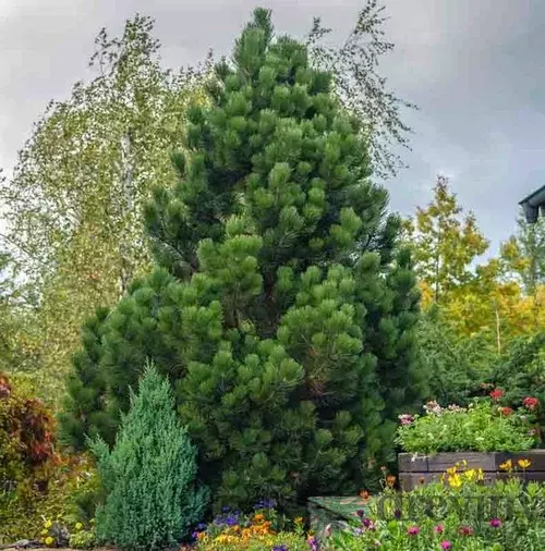 Borovica pancierová Compact Gem, 20/40 cm, v črepníku Pinus heldreichii Compact Gem
