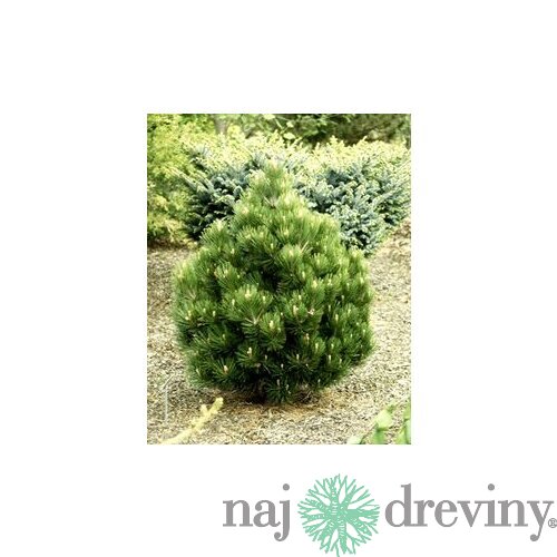 Borovica pancierová Compact Gem, výška 70/80 cm, v črepníku 7,5l Pinus heldreichii Compact Gem