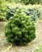 Borovica pancierová Compact Gem, výška 70/80 cm, v črepníku 7,5l Pinus heldreichii Compact Gem