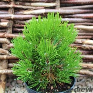 Borovica pancierová Schmidtii 15/20 cm, v črepníku Pinus leucodermis Schmidtii