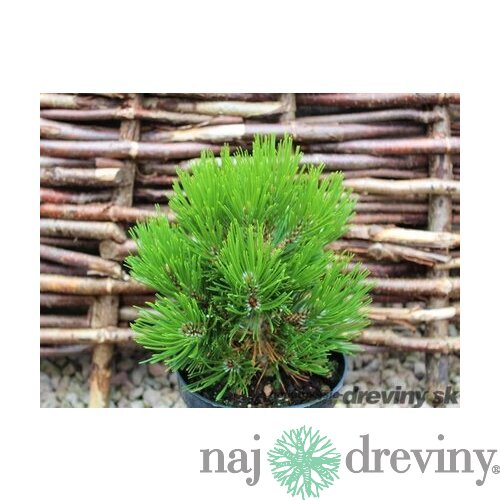 Borovica pancierová Schmidtii 15/20 cm, v črepníku Pinus leucodermis Schmidtii