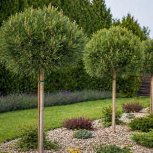 Borovica pancierová Schmidtii na kmienku 80cm, celková výška 120/140cm, v črepníku Pinus heldreichii schmidtii