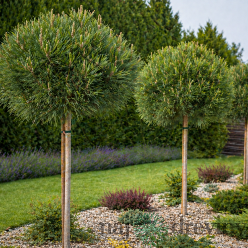 Borovica pancierová Schmidtii na kmienku 80cm, celková výška 120/140cm, v črepníku Pinus heldreichii schmidtii