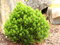 Borovica pancierová, výška 20/50 cm, v črepníku 2,5l Pinus leucodermis