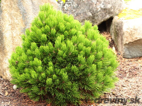 Borovica pancierová, výška 20/50 cm, v črepníku 2,5l Pinus leucodermis