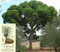 Borovica píniová na kmienku 175/200 cm, v črepníku Pinus pinea
