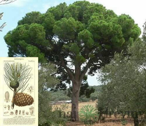 Borovica píniová na kmienku 175/200 cm, v črepníku Pinus pinea