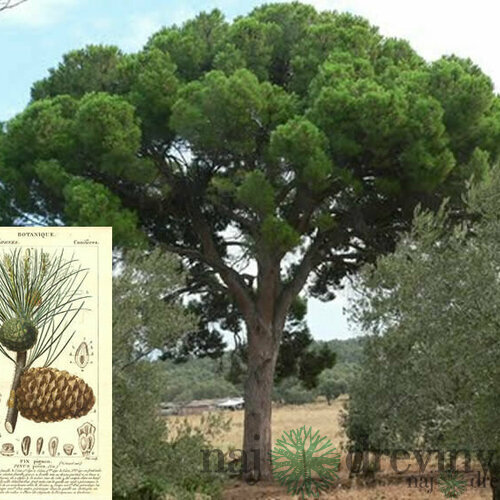 Borovica píniová na kmienku 175/200 cm, v črepníku Pinus pinea