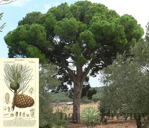 Borovica píniová na kmienku 180/200, obvod kmienka 6/8 cm, v črepníku Pinus pinea