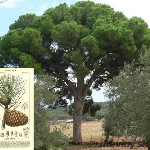 Borovica píniová na kmienku 180/200, obvod kmienka 6/8 cm, v črepníku Pinus pinea