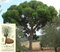 Borovica píniová na kmienku 180/200, obvod kmienka 6/8 cm, v črepníku Pinus pinea