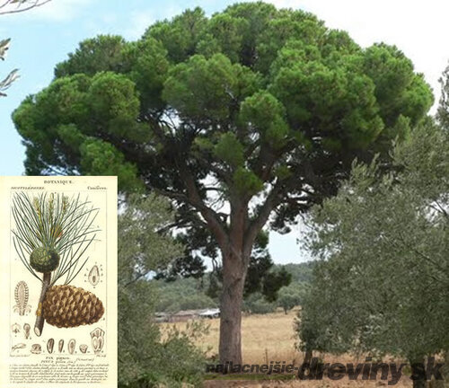 Borovica píniová na kmienku 180/200, obvod kmienka 6/8 cm, v črepníku Pinus pinea
