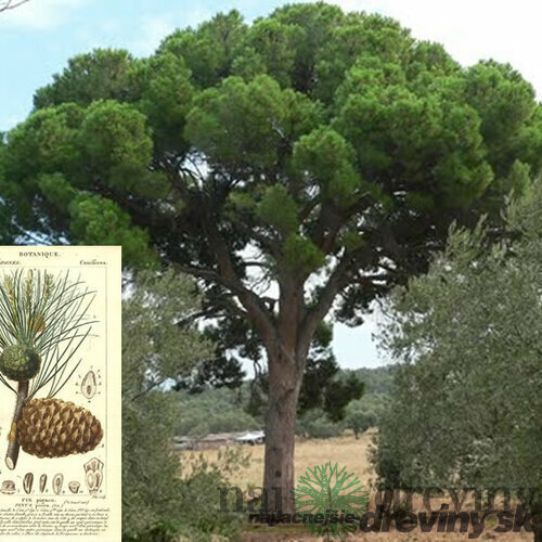 Borovica píniová na kmienku 190/210 cm, obvod kmienka 16/18 cm, celková výška 250/+ cm, v črepníku 70l Pinus pinea