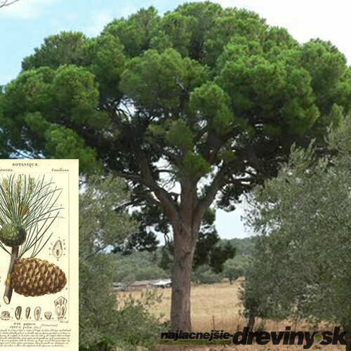 Borovica píniová na kmienku 190/210 cm, obvod kmienka 16/18 cm, celková výška 250/+ cm, v črepníku 70l Pinus pinea