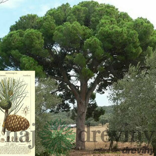 Borovica píniová, výška 30/40 cm, v črepníku 3l Pinus pinea