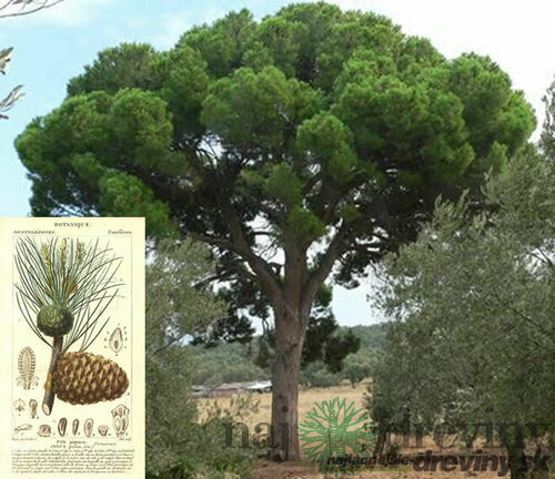 Borovica píniová, výška 30/40 cm, v črepníku 3l Pinus pinea