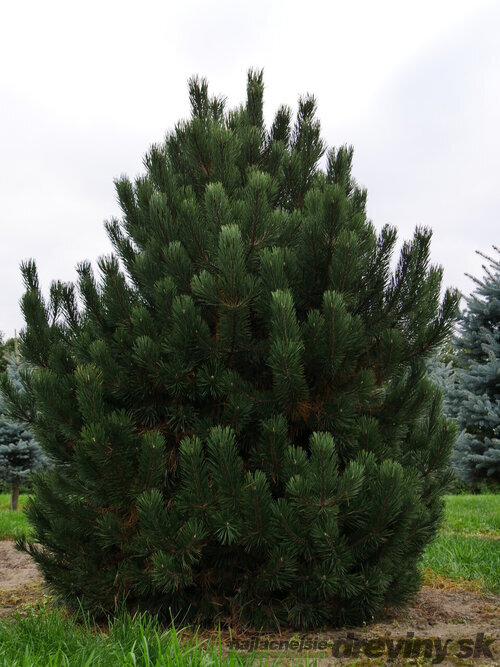 Borovica pyrenejská, výška 20/50 cm, v črepníku Pinus uncinata