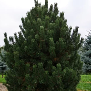 Borovica pyrenejská, výška 20/50 cm, v črepníku Pinus uncinata