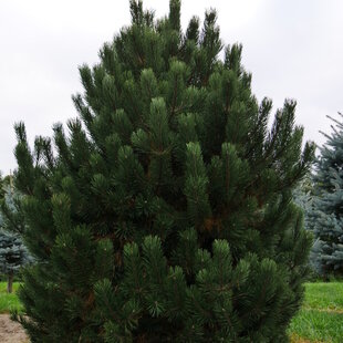 Borovica pyrenejská, výška 20/50 cm, v črepníku Pinus uncinata
