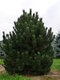 Borovica pyrenejská, výška 20/50 cm, v črepníku Pinus uncinata