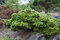 Borovica Thunbergova ‘Sayonara‘ 40/50 cm, v črepníku 15l Pinus thunbergii Sayonara