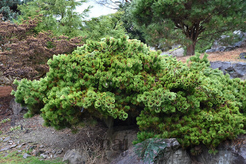 Borovica Thunbergova ‘Sayonara‘ 40/50 cm, v črepníku 15l Pinus thunbergii Sayonara