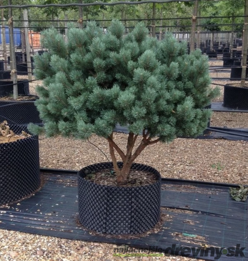 Borovica Watereri, výška 30/40 cm, v črepníku 3l Pinus sylv. ‘Watereri‘