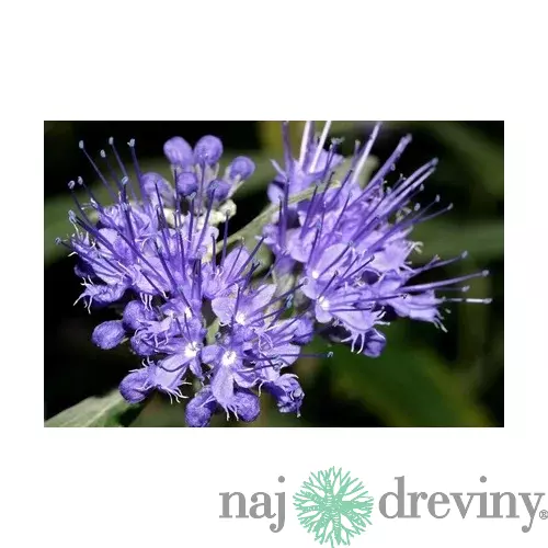 Bradavec Klandonský GRAND BLEU Inoversis, výška 25/35 cm, v črepníku Caryopteris clandonensis Grand Bleu