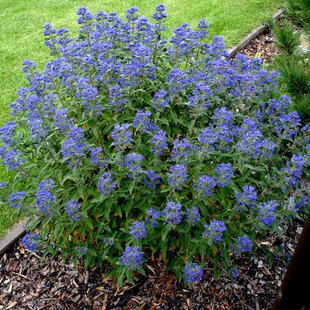 Bradavec Klandonský Heavenly Blue, v črepníku Caryopteris clandonensis Heavenly Blue