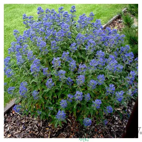 Bradavec Klandonský Heavenly Blue, v črepníku Caryopteris clandonensis Heavenly Blue