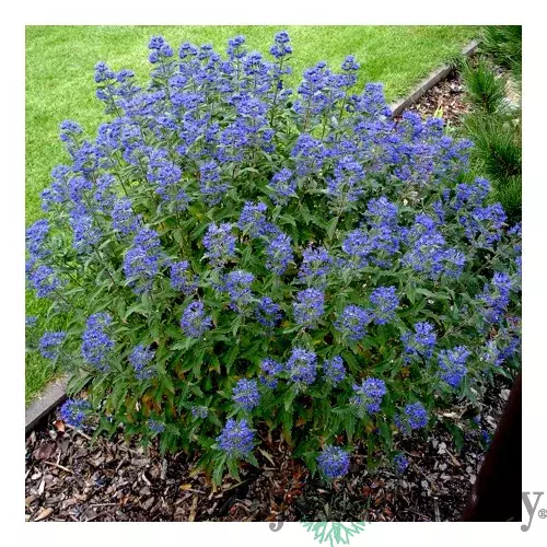 Bradavec Klandonský Heavenly Blue, v črepníku Caryopteris clandonensis Heavenly Blue