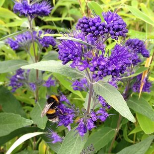 Bradavec klandonský KEW BLUE 80/120 cm v črepníku 10l Caryopteris clandonensis