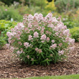 Bradavec Klandonský x STEPHI ´Lissteph´, výška 30/40 cm, v črepníku Caryopteris clandonensis x STEPHI ´Lissteph´