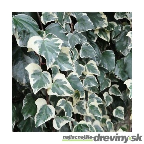 Brečtan alžírsky ´GLOIRE DE MARENGO´, výška 80/100 cm, v črepníku Hedera helix