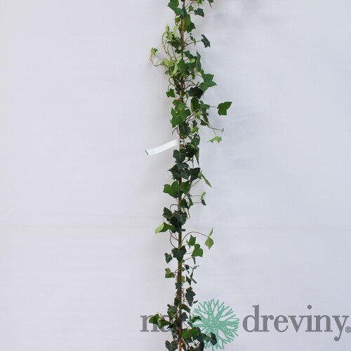 Brečtan hibernica 250/300 cm,v črepníku 15L Hedera Helix Hibernica