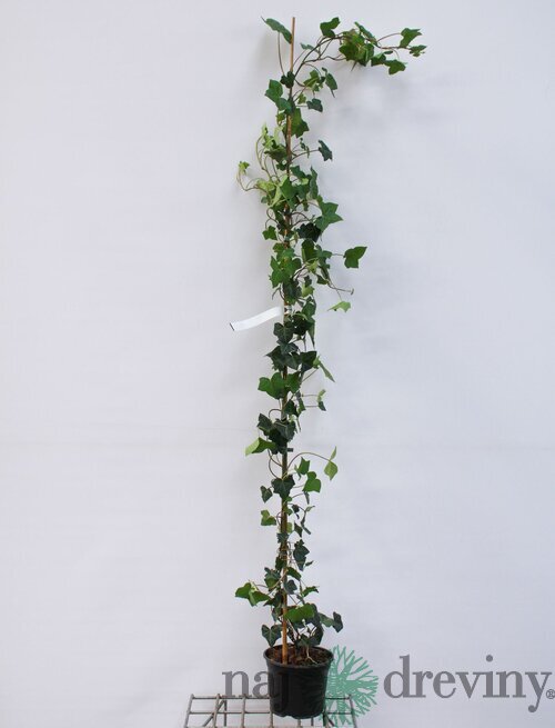 Brečtan hibernica 250/300 cm,v črepníku 15L Hedera Helix Hibernica