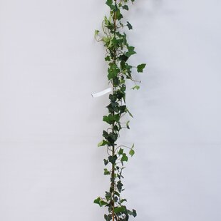 Brečtan hibernica 250/300 cm,v črepníku 15L Hedera Helix Hibernica