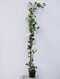 Brečtan hibernica 250/300 cm,v črepníku 15L Hedera Helix Hibernica