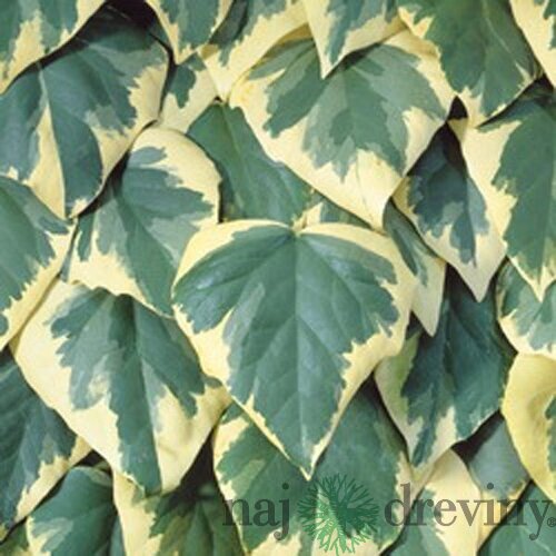 Brečtan kolchický Dentata Variegata, výška 80/100 cm, v črepníku Hedera colchica Dentata Variegata