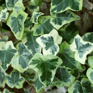 Brečtan popínavý 20/40 cm, v črepníku Hedera helix