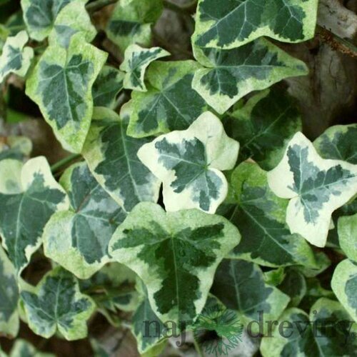 Brečtan popínavý 20/40 cm, v črepníku Hedera helix