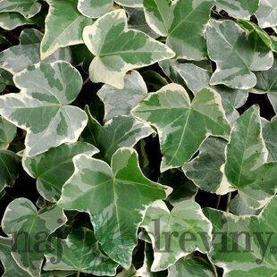 Brečtan popínavý Glacier, výška 50/70 cm, v črepníku 2l Hedera helix