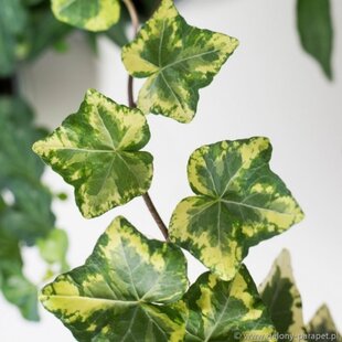 Brečtan popínavý Golden Kolibri, výška 80/100 cm, v črepníku Hedera helix