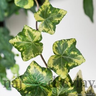 Brečtan popínavý Golden Kolibri, výška 80/100 cm, v črepníku Hedera helix
